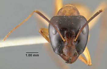 Media type: image;   Entomology 21449 Aspect: head frontal view